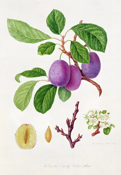 Wilmots Early Violet Plum (w  /  c on paper)