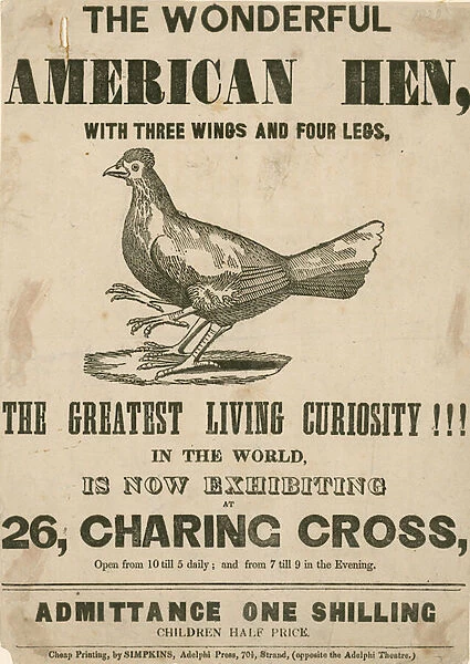 The wonderful American Hen, with three wings and four legs (engraving)