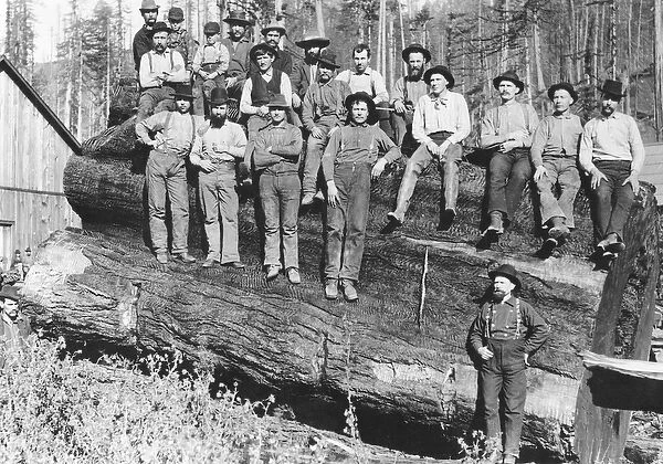 Woodcutters in California, 1891 (b  /  w photo)