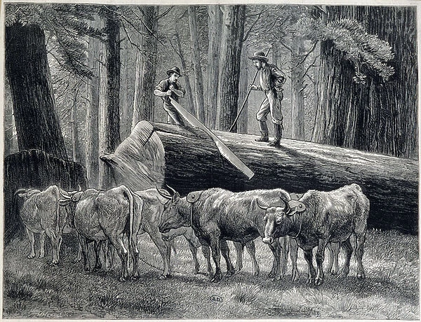 Woodcutters in a redwood forest in California - engraving, 1876
