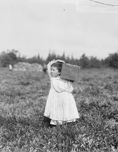 Eight year old Jennie Camillo from Philadelphia picking cranberries at Theodore Budds Bog