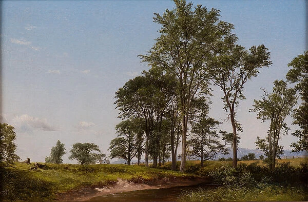Young Elms (oil on canvas)