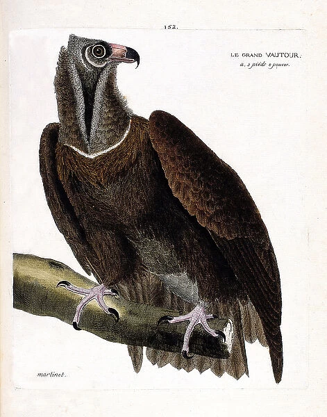 Zoological chart (ornithology): the large vulture (monk vulture or aegipius monachus