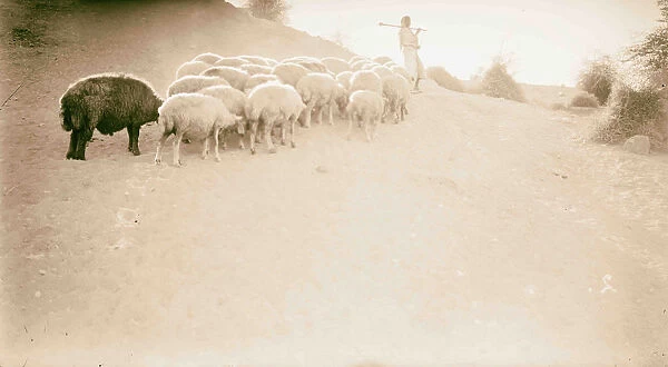 Agriculture Shepherd scenes Shepherd boy flock