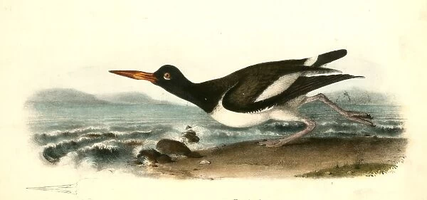 American Oyster-Catcher. Male. Audubon, John James, 1785-1851