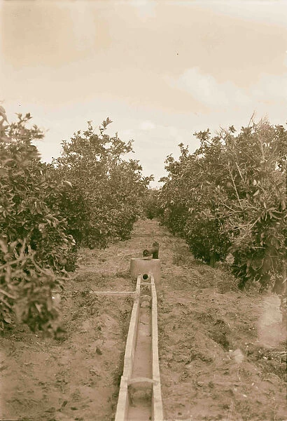 Arab orange groves Bir Salem Irrigating method