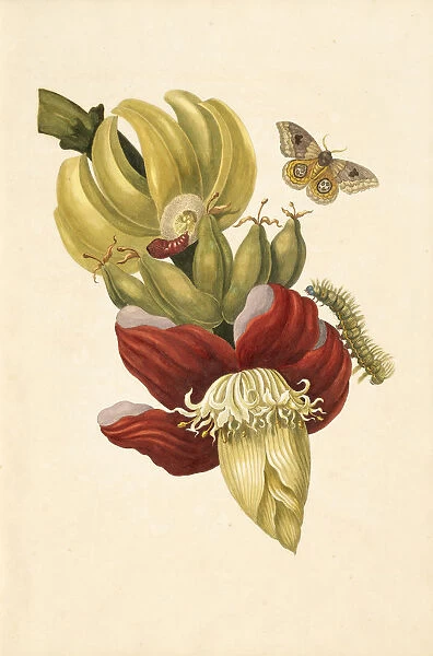 Banana tree flower Musa paradisiaca io moth Automeris liberia