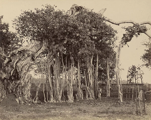 Banian Tree Colombo Apothecaries Co. Ltd. Sri Lankan