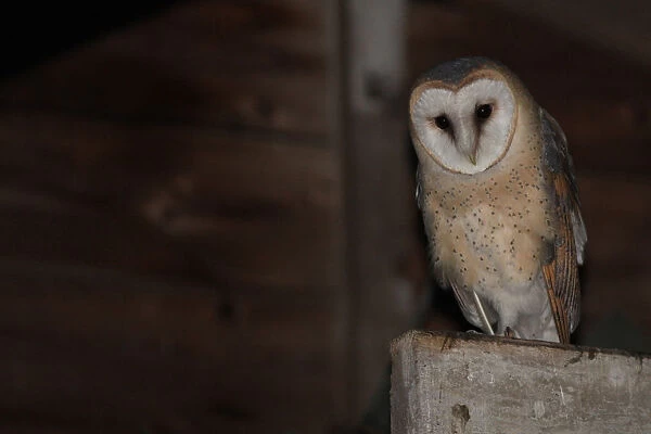 Barn Owl in a barn