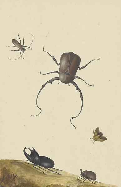 Four Beetles Flying Stink Bug Nicols Struyck