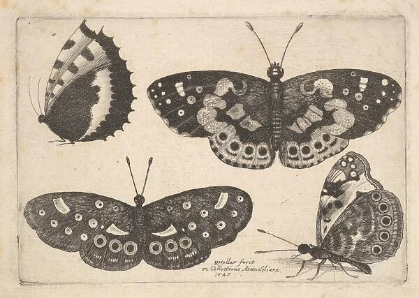 Four butterflies 1646 Etching first state three