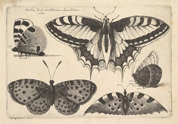 Five Butterflies 1646 Etching first state three