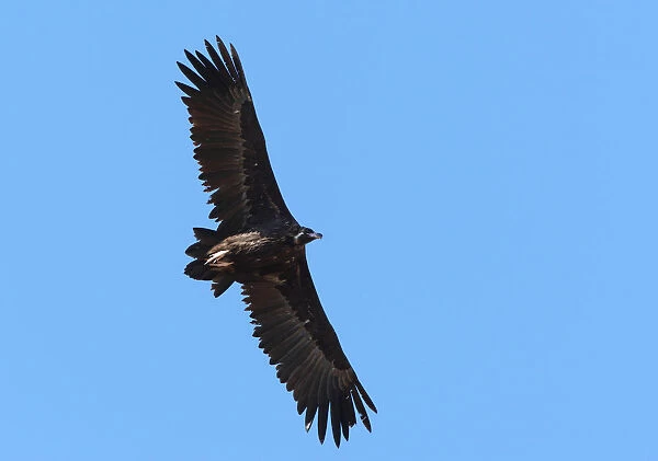 Cinereous Vulture adult flying, Aegypius monachus