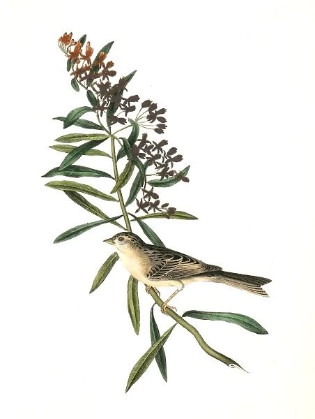 Clay-coloured Bunting. Male. (Asclepias tuberosa. ), Audubon, John James, 1785-1851