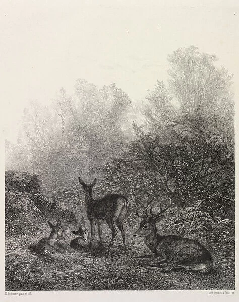 Deer Rest Karl Bodmer Swiss 1809-1893 Lithograph