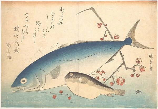 Fugu Inada Fish Series Uozukushi Every Variety