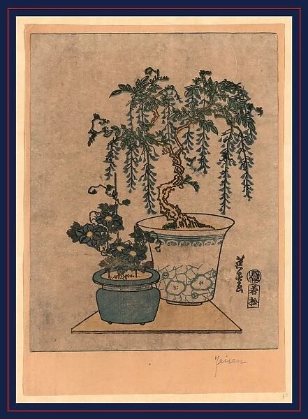 Fuji no hachiue, Potted wisteria. Ikeda, Eisen, 1790-1848, artist, [between 1818