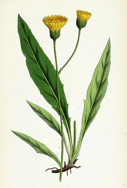 Hieracium argenteum; Silvery Hawkweed
