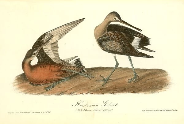 Hudsonian Godwit. 1. Male, 2. Female Summer Plumage. Audubon, John James, 1785-1851