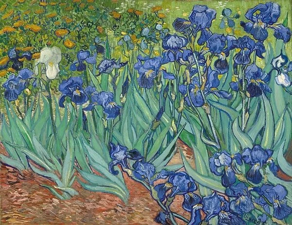 Irises; Vincent van Gogh, Dutch, 1853 - 1890; Saint-Remy