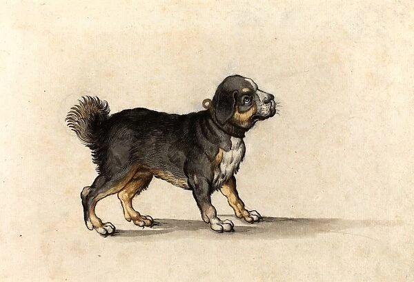 Jakob Walther, German (active 1584-1604), A Mastiff with a Gold-Tooled Collar, pen