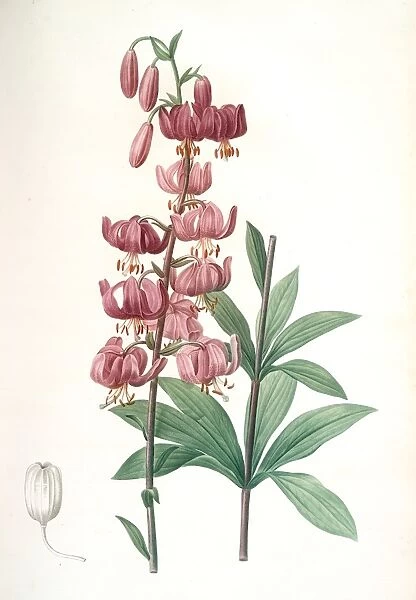 Lilium martagon, Lis martagon; Turks Cap Lily or Martagon Lily, Redoute, Pierre