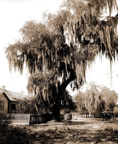 Live oak near Seville, Fla, Jackson, William Henry, 1843-1942, Trees, United States