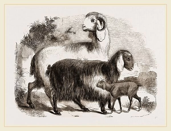 Long-eared Syrian Goats