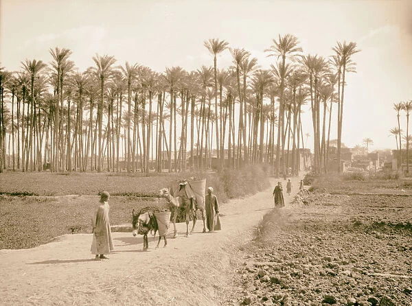Memphis Paleu grove 1934 Egypt Extinct city