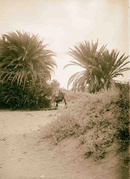 Mt Sinai 1898 Egypt