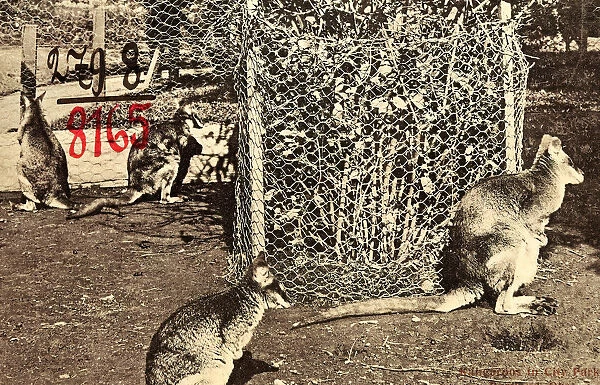 Parks Portland Oregon Animals 1906 Ore. Kangaroos
