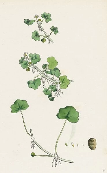 Ranunculus hederaceus; Ivy-leaved Water-crowfoot
