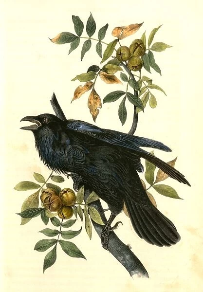 Raven. Old Male. (Thick-Shell bark Hickory). Audubon, John James, 1785-1851