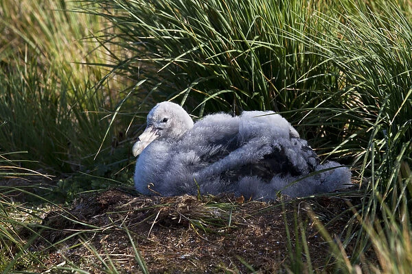 Snowy (Wandering) Albatross immature on nest