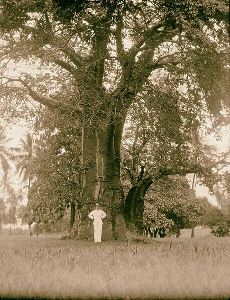Tanganyika Dar-es-Salem Large baobab tree grounds