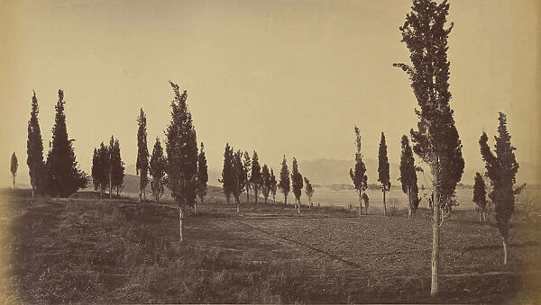Trees field John Burke British active 1860s 1870s
