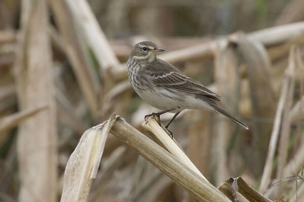 Water Pipit perched, Anthus spinoletta