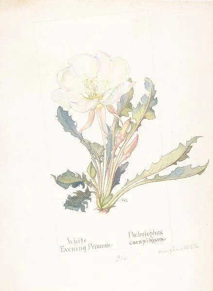 White Evening Primrose Pachylophus Marginatus