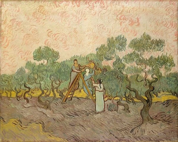 Women Picking Olives 1889 Oil canvas 28 5  /  8 x 36