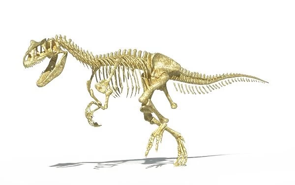 3D rendering of an Allosaurus dinosaur skeleton