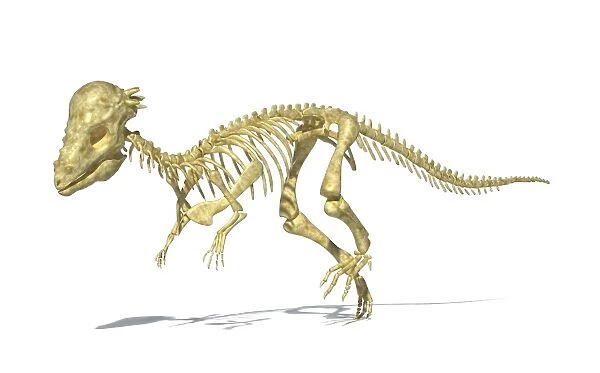 3D rendering of a Pachycephalosaurus dinosaur skeleton