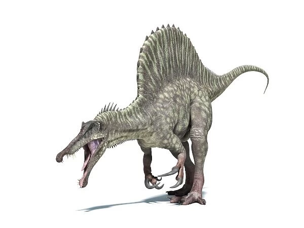 3D rendering of a Spinosaurus dinosaur
