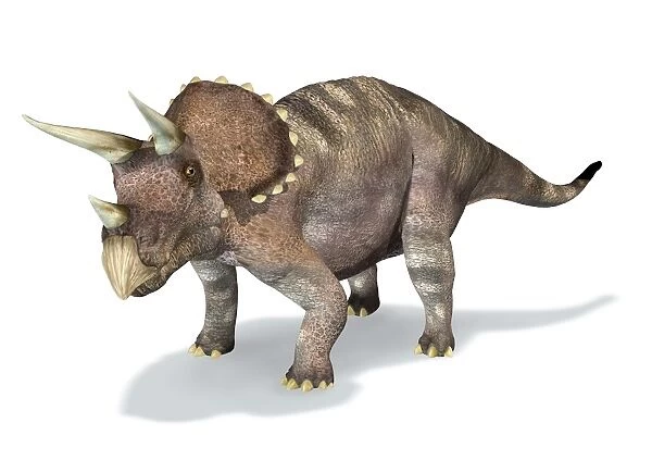 3D rendering of a Triceratops dinosaur