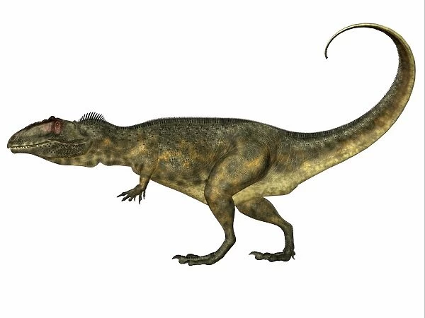 Abelisaurus dinosaur, white background
