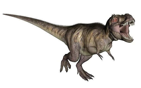 Aggressive Tyrannosaurus Rex growling, white background