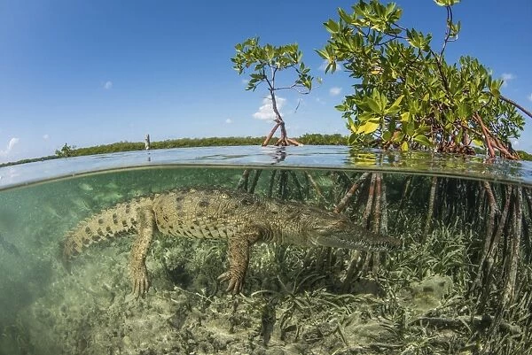 American saltwater crocodile swimming in mangrove off of Cuba