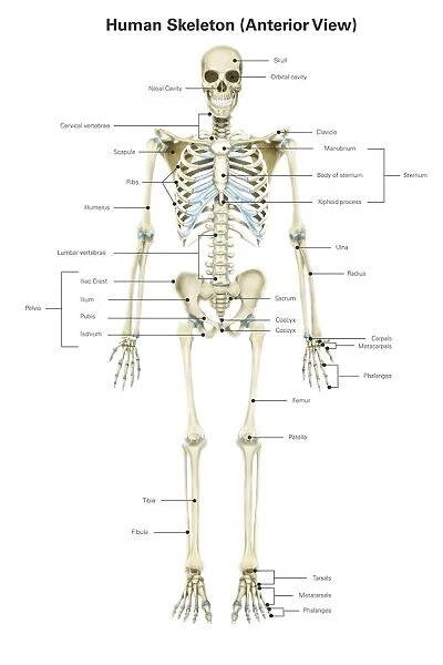 Anterior view of human skeletal system, with labels