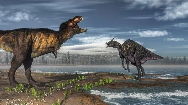 Battle between Tyrannosaurus rex and Saurolophus