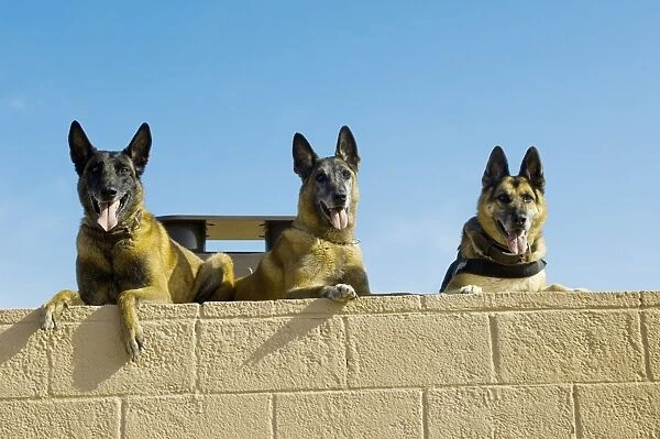 Belgian Malinois and German Shephard military working dogs