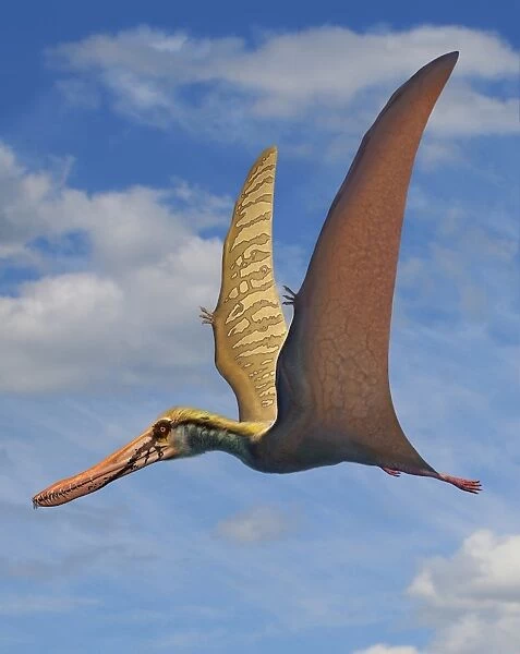 Cearadactylus atrox, a large pterosaur from the Cretaceous Period